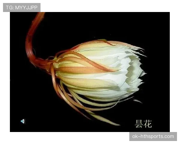 巴尔科拉的持续表现力与成长上限：是昙花一现还是未来可期？